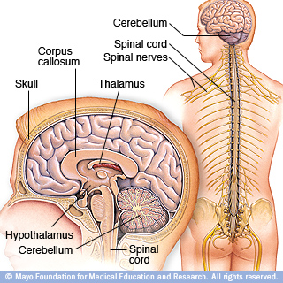 大脑和神经系统的图示