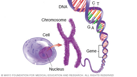 细胞、染色体、基因和 DNA