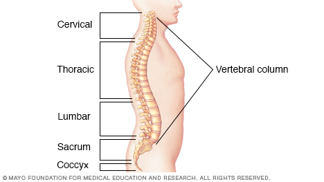 脊柱图示