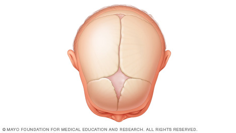 新生儿头上的“软肋”（囟门）