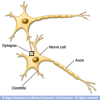 显示神经细胞如何连接的图示