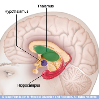 丘脑、下丘脑和海马体图示