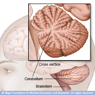 小脑和脑干图示