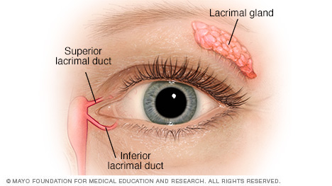 泪腺和泪道