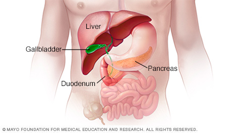 胰腺、肝脏和胆囊