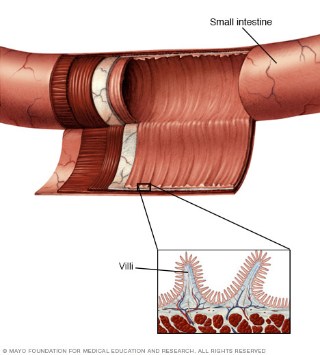 小肠内壁和绒毛
